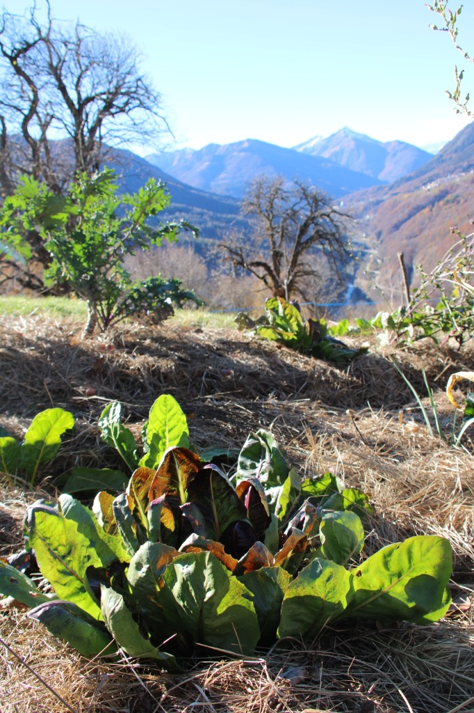 Gemulchtes Beet mit Salat und Blick auf die Berge