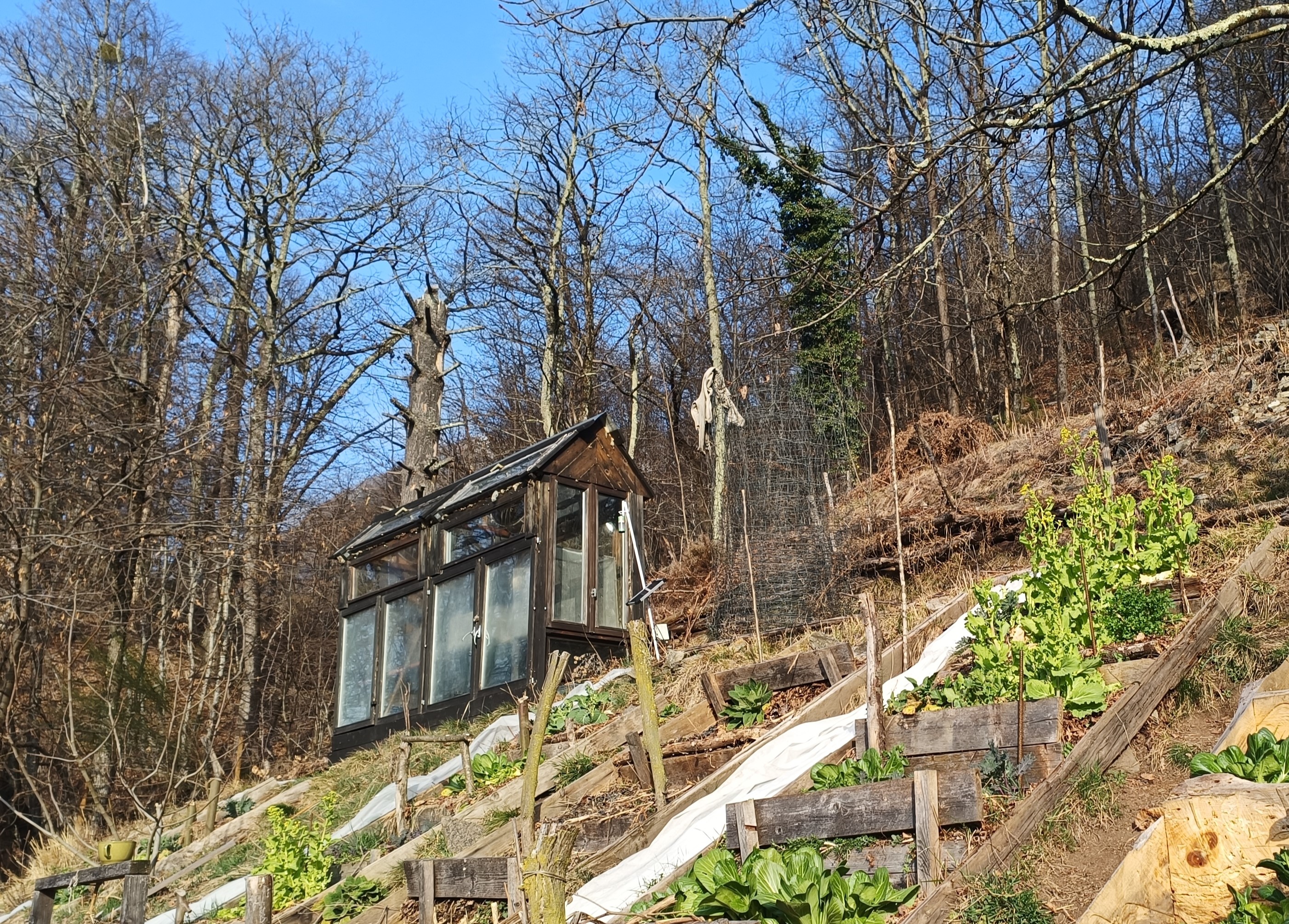 Gewächs- und Tomatenhaus aus alten Fenstern