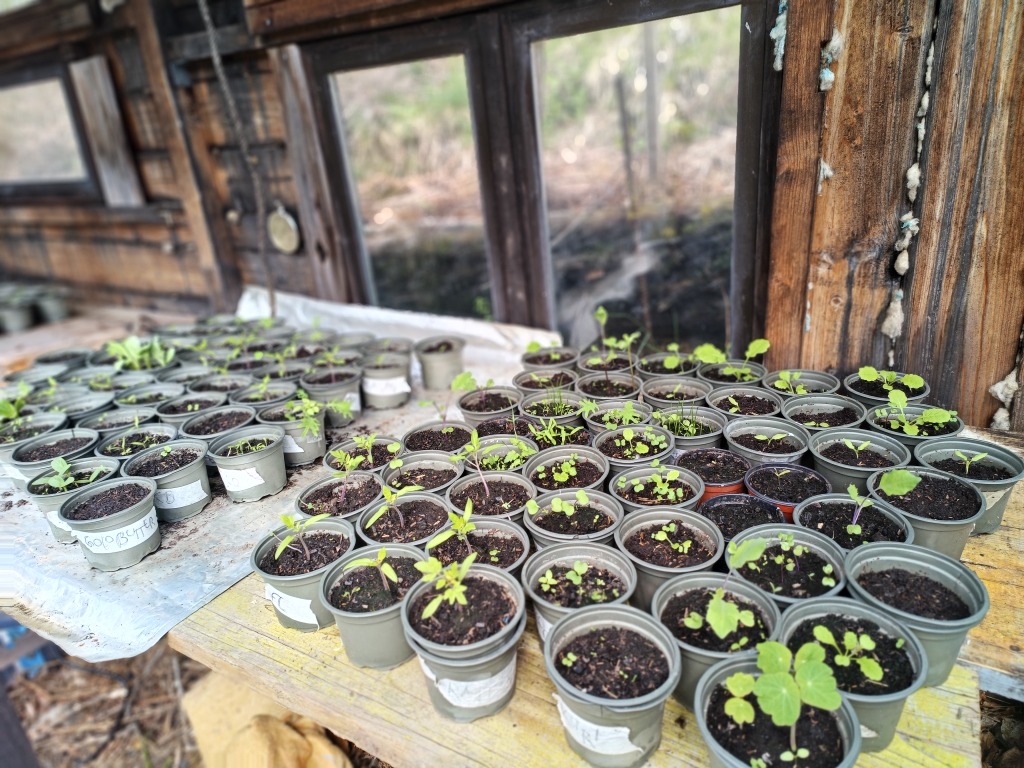 Setzlinge im Gewächshaus
