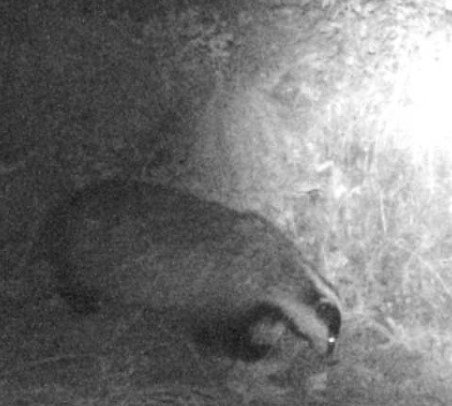 Wildkamera Aufnahme: Dachs